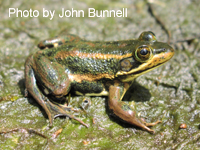 Carpenter Frog adult